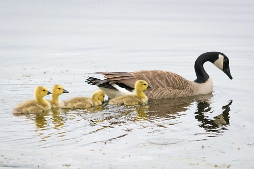 A mother goose swims in the water with her babies right behind her.