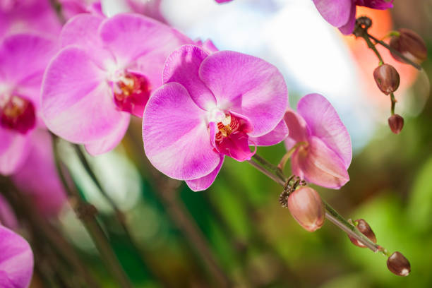 istock Blooming pink orchid on a green branch 1141580369
