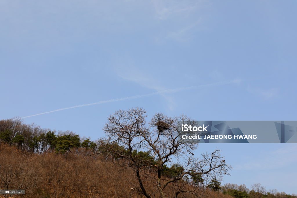 Magpie-Nest - Lizenzfrei Baum Stock-Foto