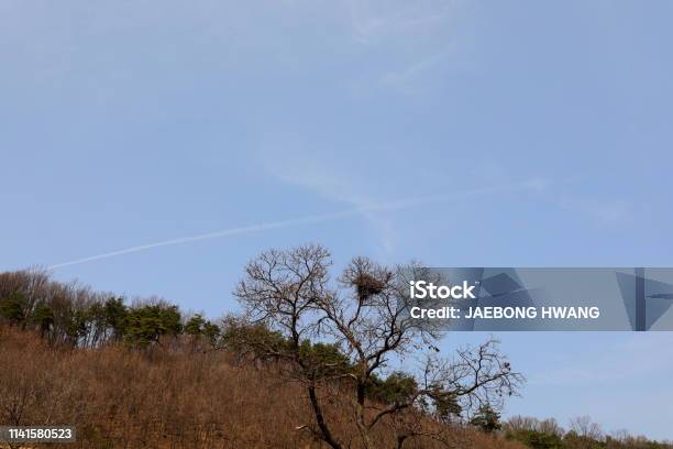 Magpienest Stockfoto und mehr Bilder von Baum - Baum, Berg, Blau