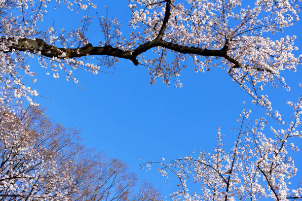 istock Cherry blossoms frame in full bloom against clear sky 1141580539
