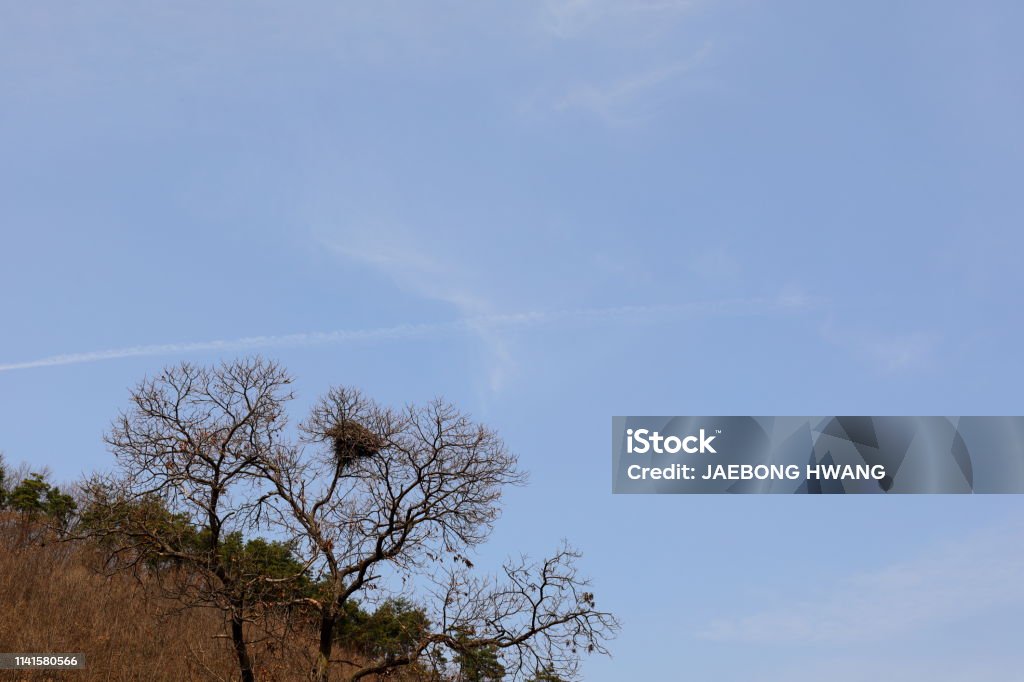 Magpie-Nest - Lizenzfrei Baum Stock-Foto