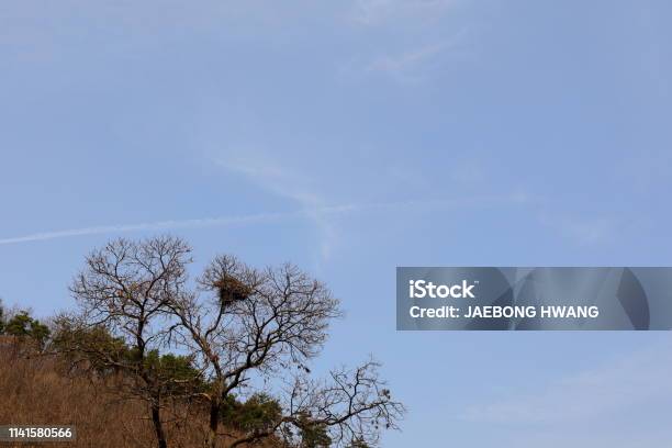 Magpienest Stockfoto und mehr Bilder von Baum - Baum, Berg, Blau