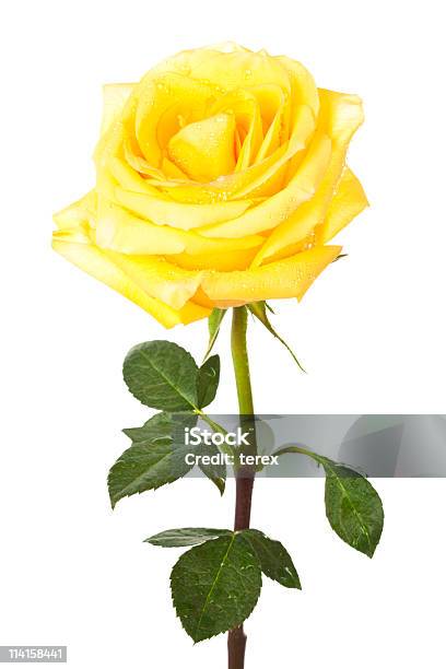 Single Yellow Rose Stock Photo - Download Image Now - Beauty, Blossom, Bright