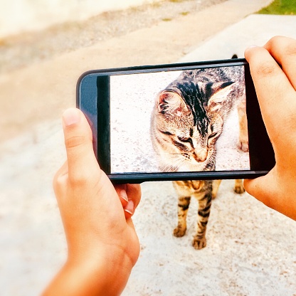 augmented reality with mobile in hand with focus on the cat