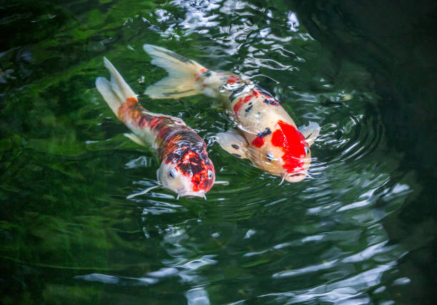 istock Koi fish are swimming in the pond. 1141585713