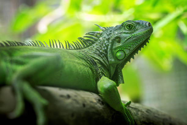 istock Green iguana is resting on the tree. 1141585784