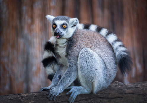 Lemur (Ring- tailed Lemur) is sitting on a log.