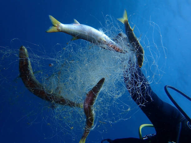 istock The problem. 'Ghost Fishing' is what fishing gear does when it has been lost, dumped or abandoned. Nets, long lines or fish traps. 1141586739