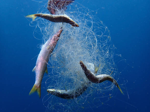 istock The problem. 'Ghost Fishing' is what fishing gear does when it has been lost, dumped or abandoned. Nets, long lines or fish traps. 1141586744