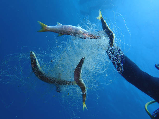 istock The problem. 'Ghost Fishing' is what fishing gear does when it has been lost, dumped or abandoned. Nets, long lines or fish traps. 1141586775