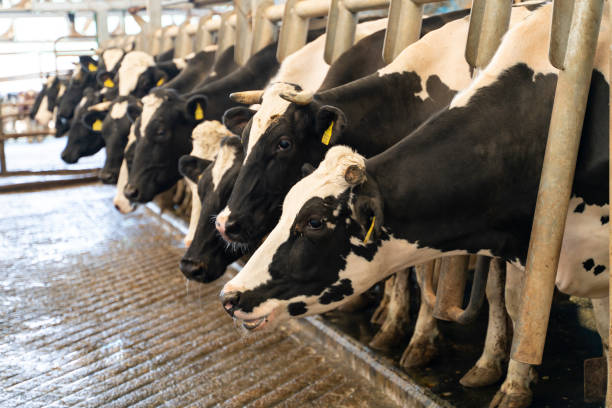 istock Dairy Cows in Milking Parlour 1141586813