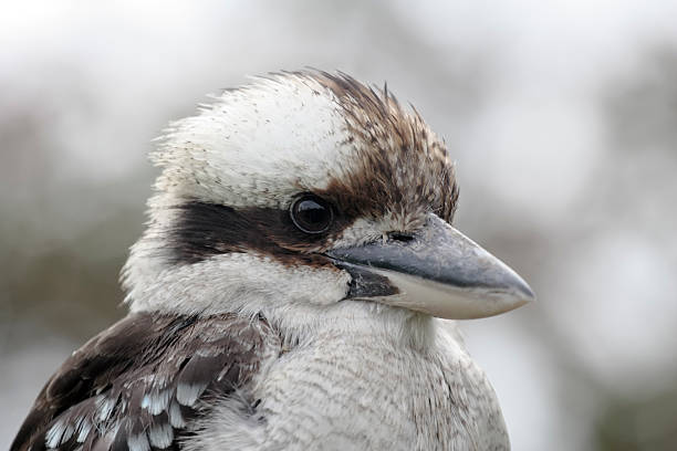 istock Close up kookabuura 114158719