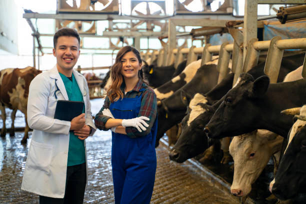 istock Vet Inspecting Cattle Whilst They Are Being Milked 1141587852