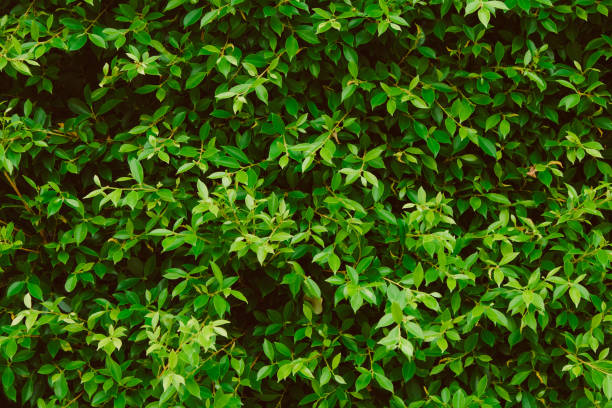 istock Green leaves wall background, plant on the wall 1141588617