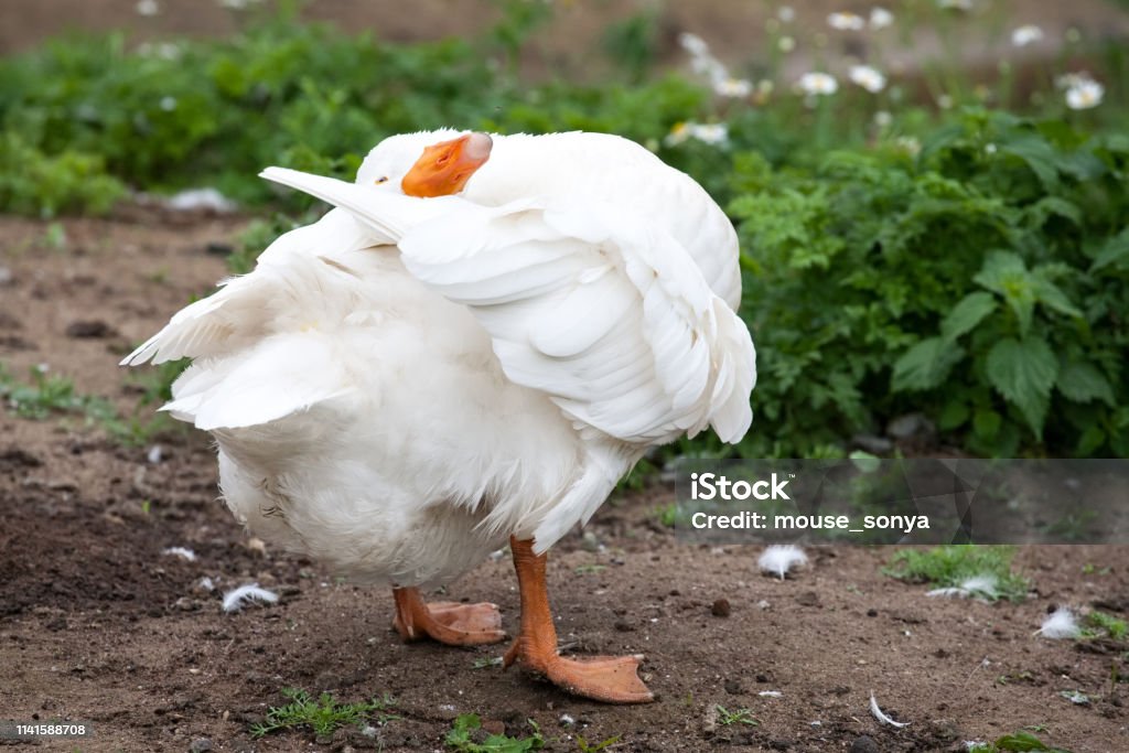 Fat Geese White Fat Goose Fullsize Closeup View Stock Photo - Download Image Now ...