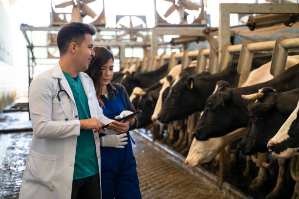 istock Vet Inspecting Cattle Whilst They Are Being Milked 1141588889