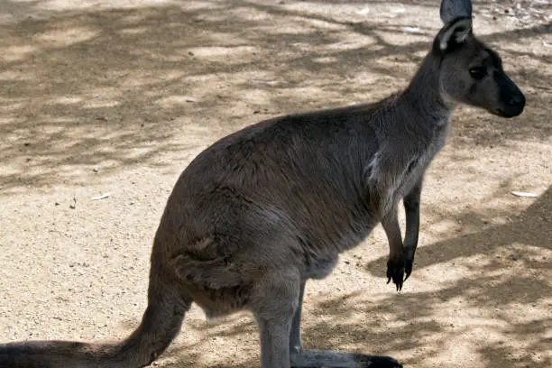 this is a side view of a  kangaroo-island kangaroo