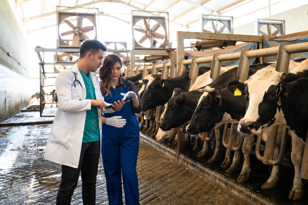 Vet Inspecting Cattle Whilst They Are Being Milked Vet Inspecting Cattle Whilst They Are Being Milked. dairy herd stock pictures, royalty-free photos & images