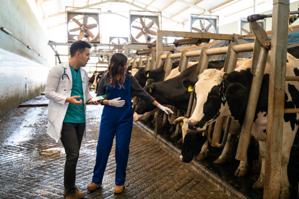 istock Vet Inspecting Cattle Whilst They Are Being Milked 1141590585