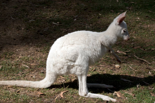 istock an albino joey kangaroo 1141590694