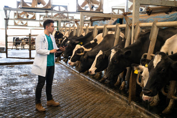 istock Vet Inspecting Cattle Whilst They Are Being Milked 1141591732
