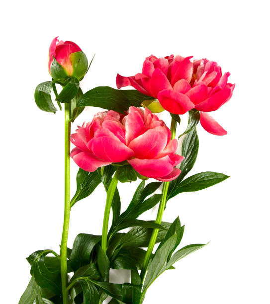 istock beautiful peonies isolated on white 1141592067