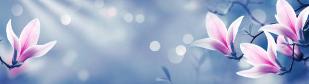 istock Mysterious spring background with blooming pink magnolia flowers and glowing bokeh 1141594497