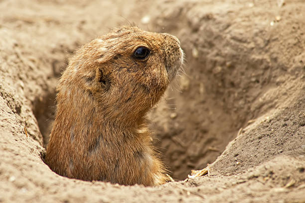istock Portrait of a ground squirrel feeding 114159472