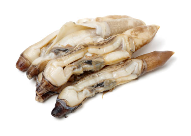 istock Razor clams isolated on white background. 1141597408