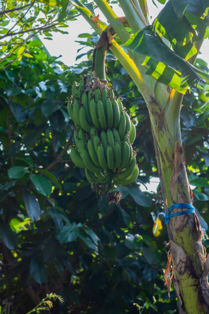 Fresh Green Unripe banana Cluster plantation cultivation in South East AsiaGreen Unripe Banana Plantation Fresh Green Unripe banana Cluster plantation cultivation in South East Asia plantain banana banana tree tropical climate stock pictures, royalty-free photos & images