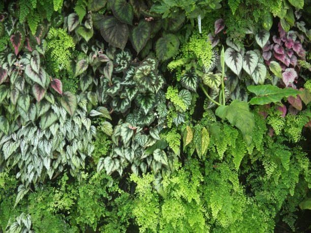 live biowall jardin vert mur vertical des plantes - vertical garden photos et images de collection