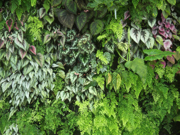 live biowall garden verde parete verticale delle piante - beauty in nature bright building exterior close up foto e immagini stock