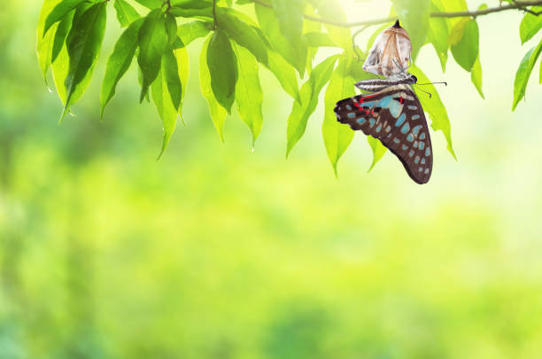 changement de papillon chrysalis - animal beautiful beauty in nature bee photos et images de collection