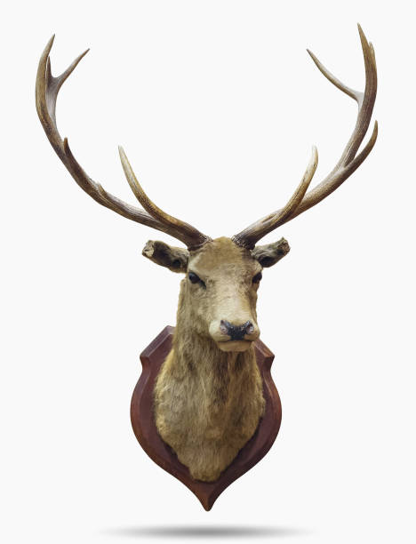 Stuffed deer head. Stuffed deer head isolated on white with clipping path. taxidermy stock pictures, royalty-free photos & images