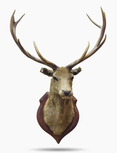 Photo of Stuffed deer head.