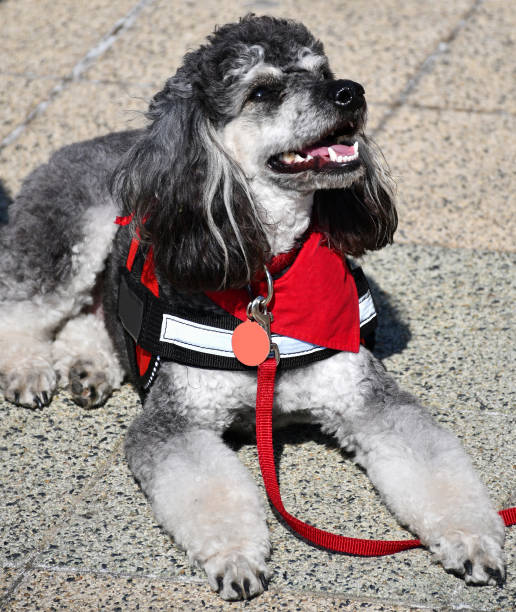 Helping dog sits on the street