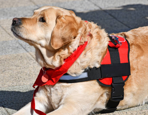 istock Helping dog sits on the street 1141602537