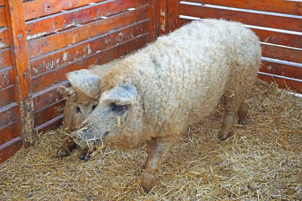 Lying saddle pig in an open stable. Schwäbisch Hällisches Saddleback pig.