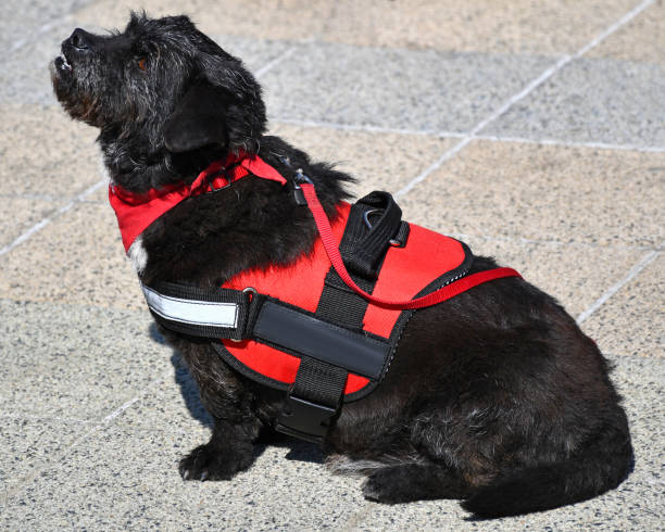 istock Helping dog sits on the street 1141602914