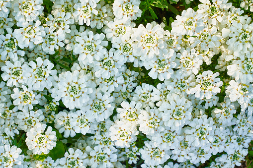 Cluster of white flowering plants in back yard garden