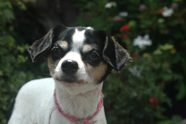 istock White and Black Short haired Chihuahua Small Dog breed close up 1141602995