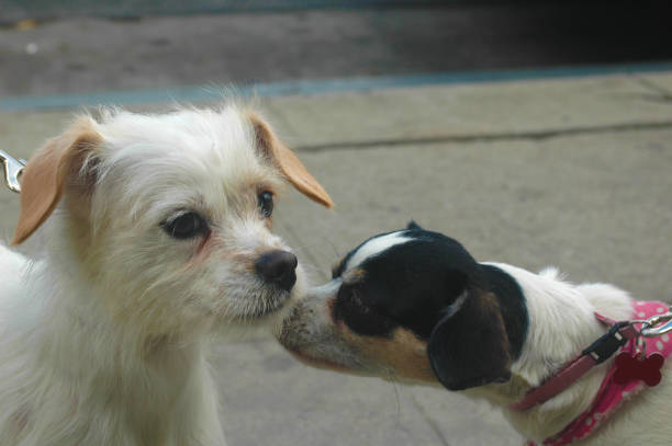 istock Two Small Dogs on street Sniff Nuzzle 1141603006