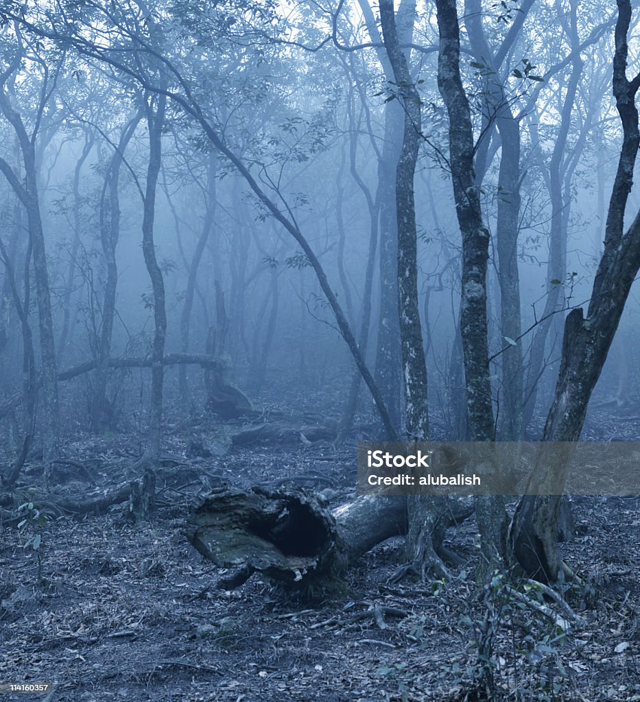 Unheimlich Wald - Lizenzfrei Ast - Pflanzenbestandteil Stock-Foto