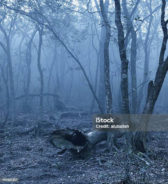 Floresta Assustadora - Fotografias de stock e mais imagens de Ao Ar Livre - Ao Ar Livre, Assustador, Cena Não Urbana