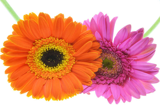 istock colorful flowers 1141604556