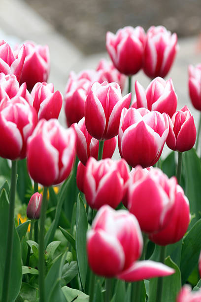 istock Field of beautiful pink tulips 114160460