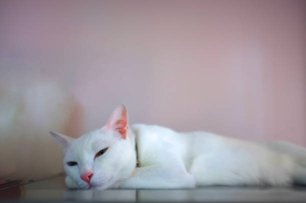 istock A white cat with two different color eyes as blue and yellow sleep 1141607142