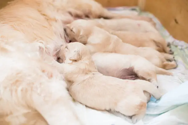 Photo of Group of cute beige golden retriever puppies have milk from their mom