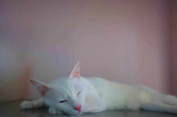 istock A white cat with two different color eyes as blue and yellow sleep 1141608324